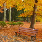 Comment entretenir son jardin avec l’arrivée de l’automne ?