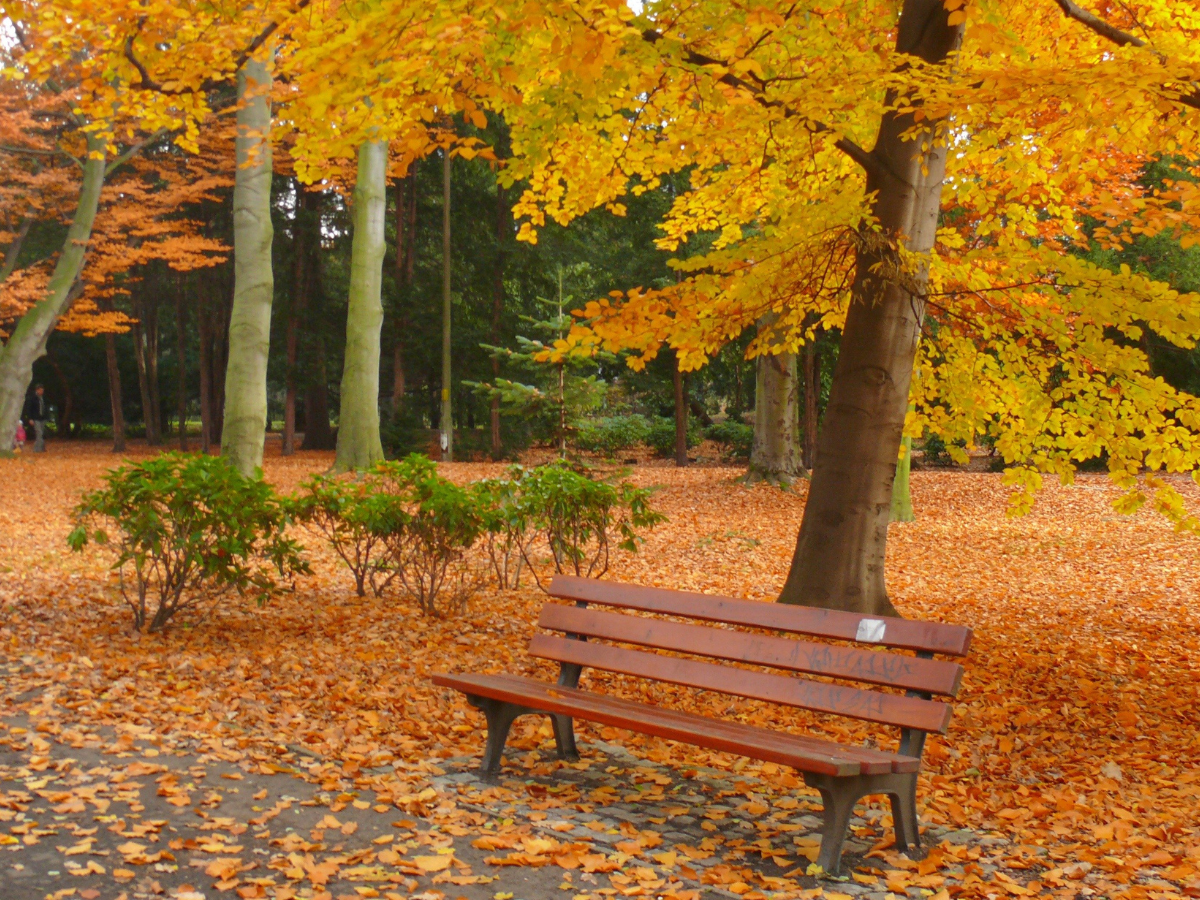 Comment entretenir son jardin avec l’arrivée de l’automne ?